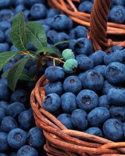 Рецепт компота из голубики на зиму