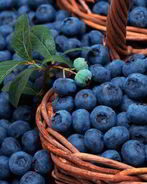 Компот из голубики на зиму