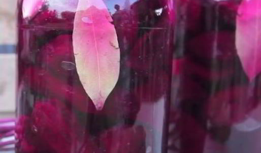 квашеная свекла