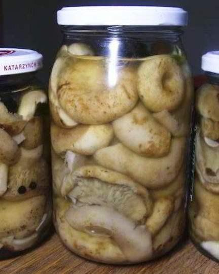 Рецепт груздей маринованных хрустящих