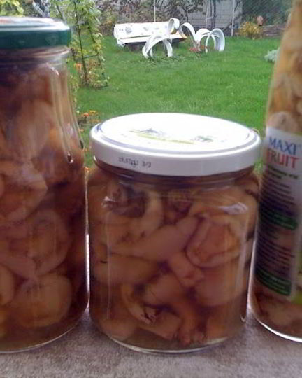 Рецепт маринованных маслят жареных
