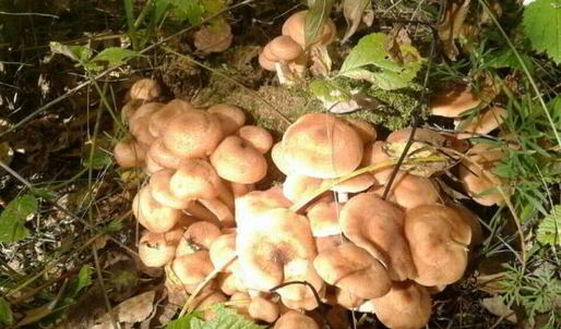 маринованные опята бабушкины