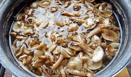 маринованные опята бабушкины