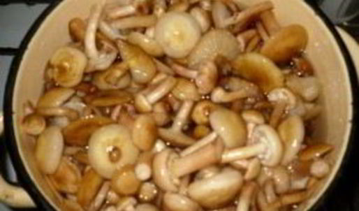 маринованные опята с чесноком