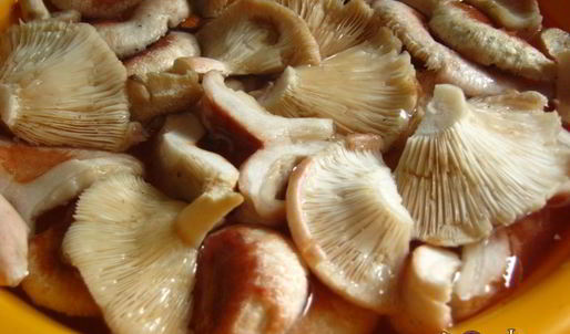 маринованные волнушки