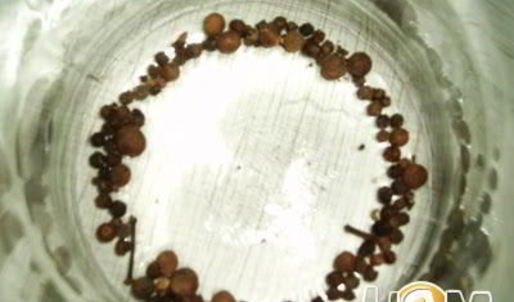 помидоры маринованные с базиликовым ароматом