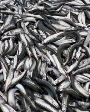 Мойва на зиму