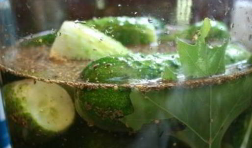 огурцы холодным способом на зиму