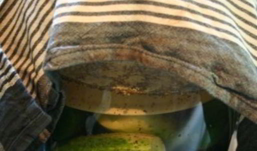 огурцы холодным способом на зиму