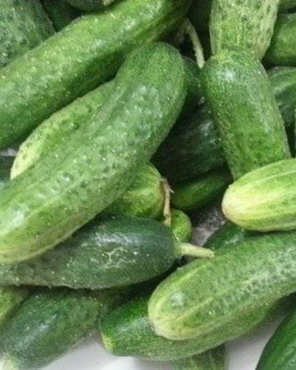 Рецепт хрустящих малосольных огурцов