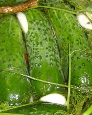 Малосольные огурцы с горчицей