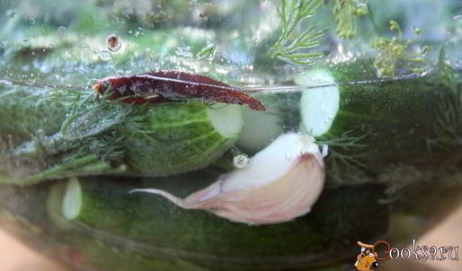 малосольные огурцы в минеральной воде на зиму