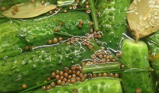 огурцы малосольные летние на удачу