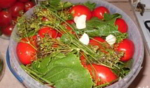 соленые помидоры без закатки