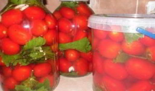 соленые помидоры без закатки