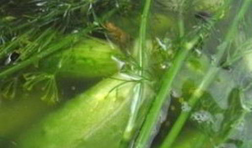 закатка малосольных огурцов