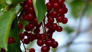 Простое варенье