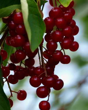 Варенье из красной черемухи