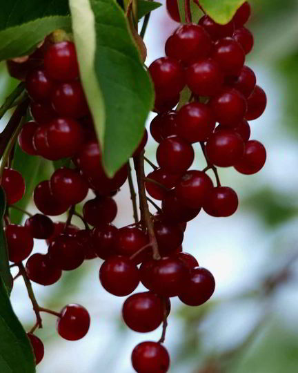 Рецепт варенья из красной черемухи