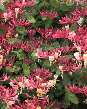 Варенье из жимолости