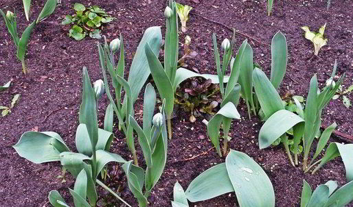 сладкий омлет с бананами