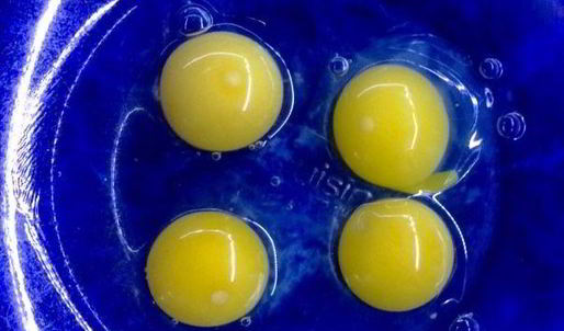 сыр филадельфия