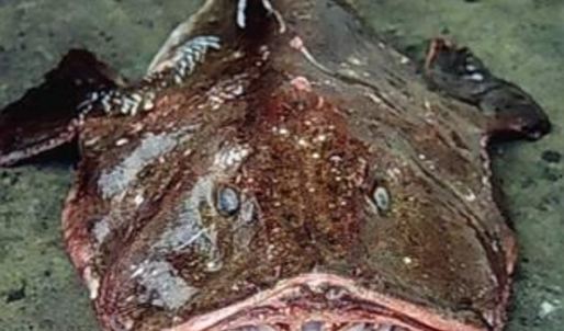 закуска из морского черта